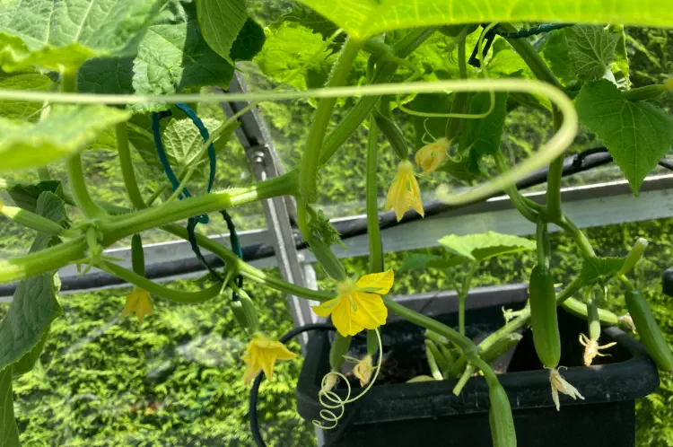 Best Cucumber Seeds For The Greenhouse